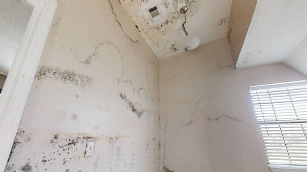 Best Attic Mold Removal  in Pinetop Lakeside, AZ