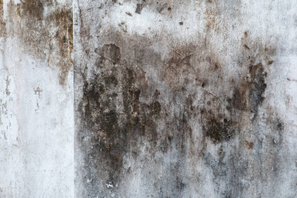 Best Environmental Consulting for Mold Prevention  in Pinetop Lakeside, AZ
