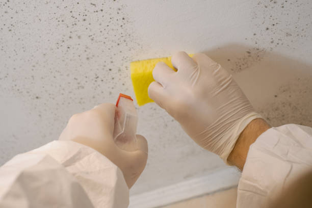 Asbestos and Lead Testing During Mold Inspection in Pinetop Lakeside, AZ