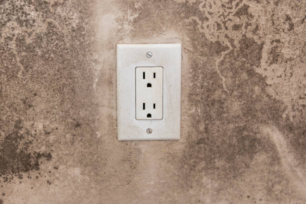 Mold Odor Removal Services in Pinetop Lakeside, AZ