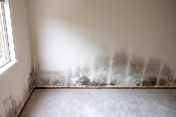 Trusted Pinetop Lakeside, AZ Mold Removal Experts