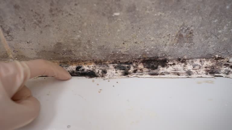  Pinetop Lakeside, AZ Mold Removal Pros