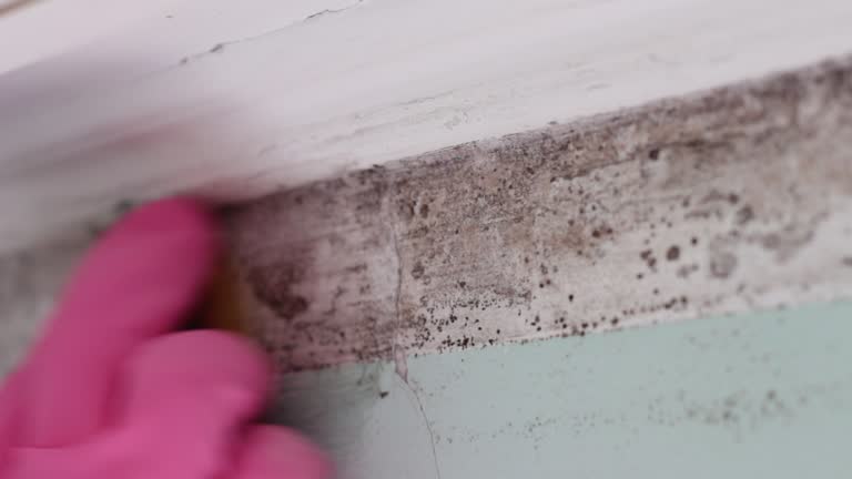 Best Biohazard Mold Removal  in Pinetop Lakeside, AZ